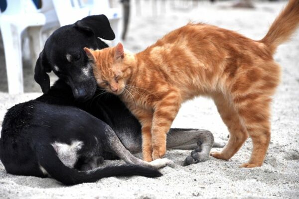 Hund und Katze mögen Sich und schmusen