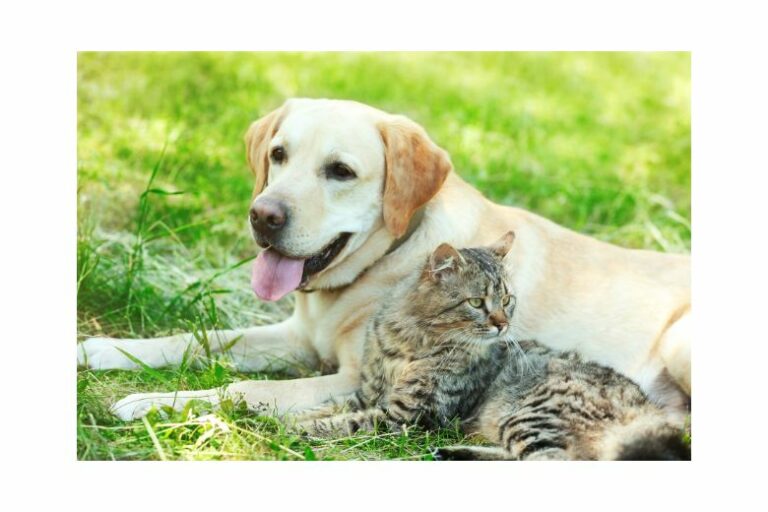 Hund und Katze – Die Beziehung zwischen unseren Lieblingshaustieren