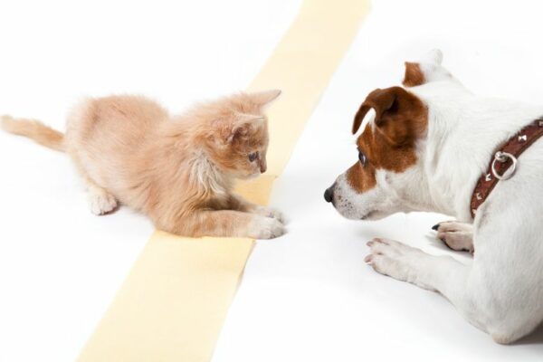 Katze und Hund schauen sich an