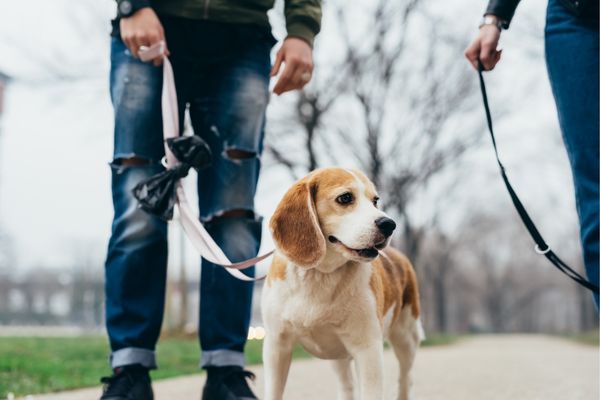 Hund läuft an der lockeren Leine