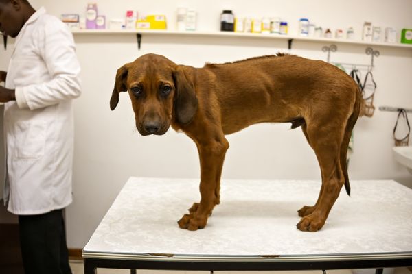 Hund Milben: Hund beim Tierarzt