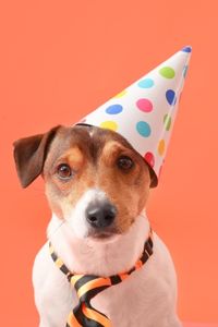 Jack Russel mit Partyhut