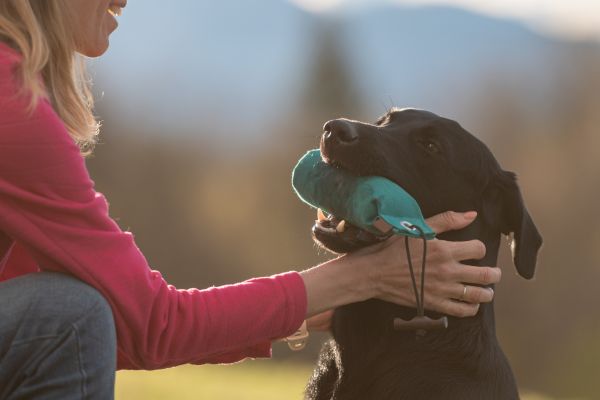 Hund apportieren beibringen