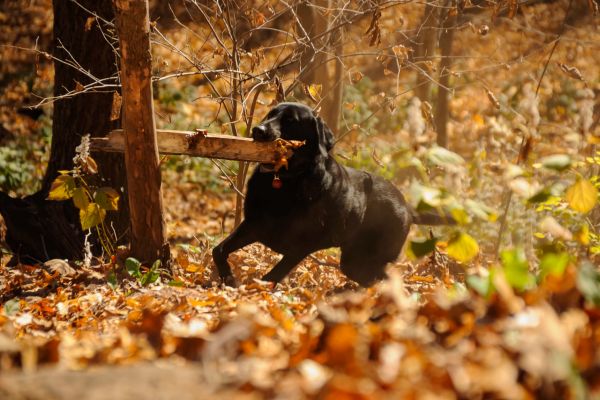 Hund apportieren beibringen