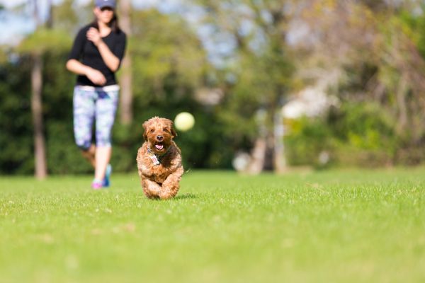 Hund apportieren beibringen