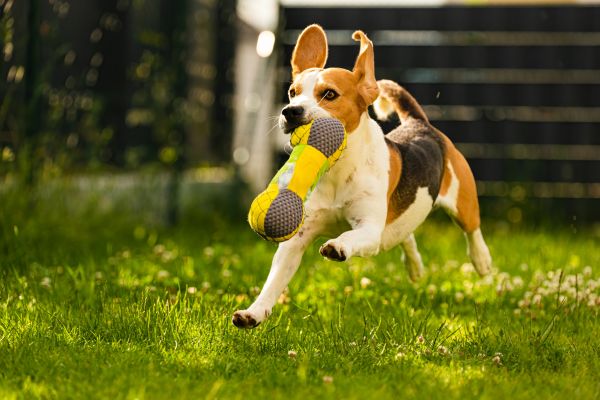 Hund apportieren beibringen