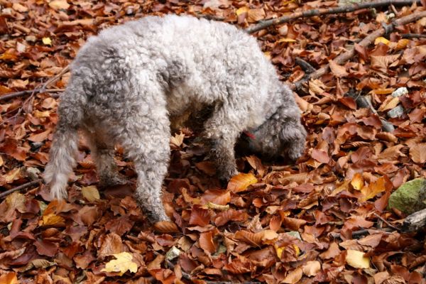 Spürhunde: Ein Hund schnuppert im Wald