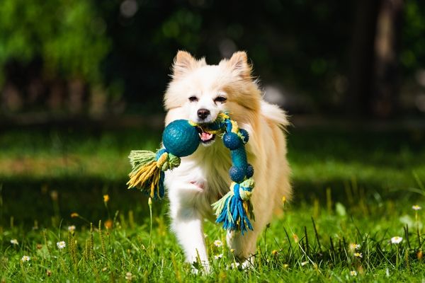 Hund mit Spielzeug auf Wiese