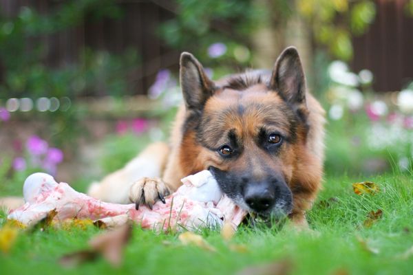Hund barfen: so gehts
