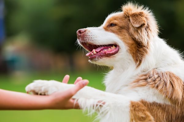 Hund barfen: Hund gibt Pfote