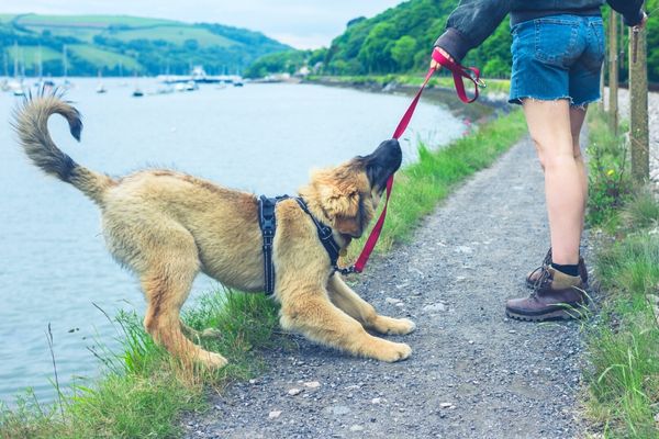 Hund beißt in Leine