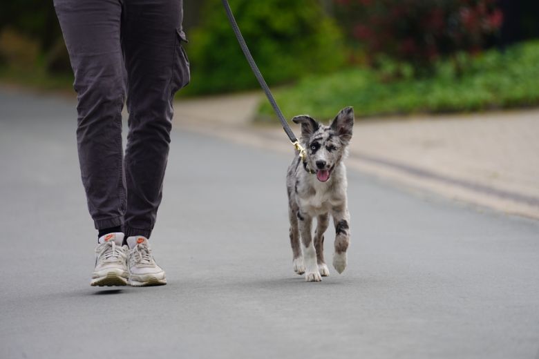 Hund beißt in die Leine: Junger Hund an der Leine