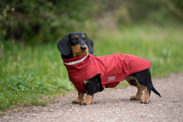 Hund friert