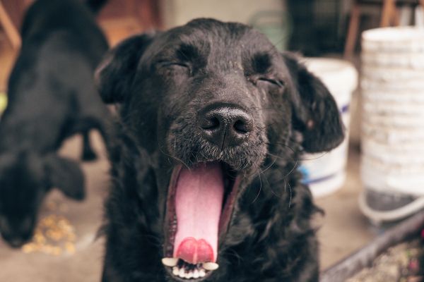 Hund gähnt: Hund gähnt beim Streicheln