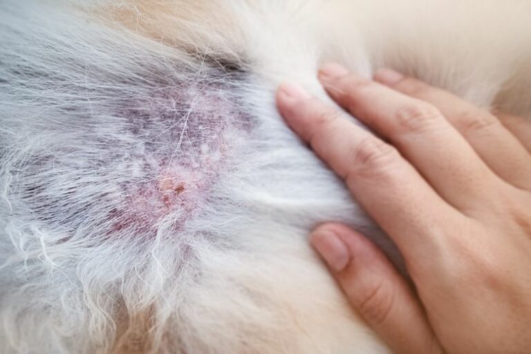 Hotspot beim Hund – Die runden Entzündungen