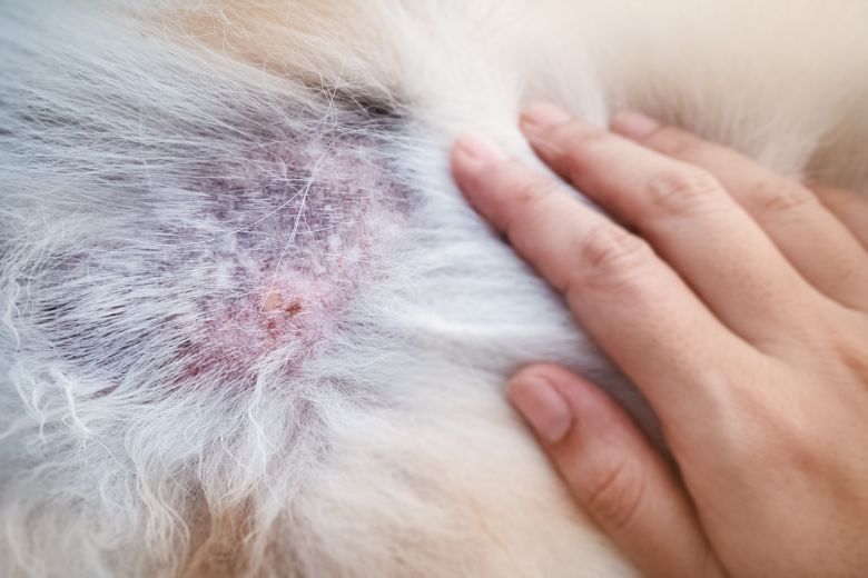 Abszess beim Hund Was heißt das? edogs Magazin
