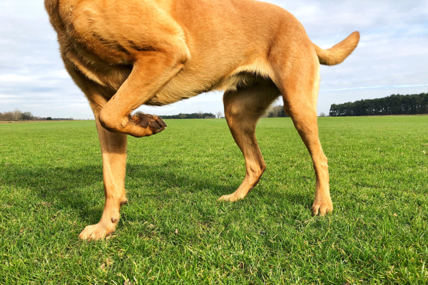 Hund humpelt