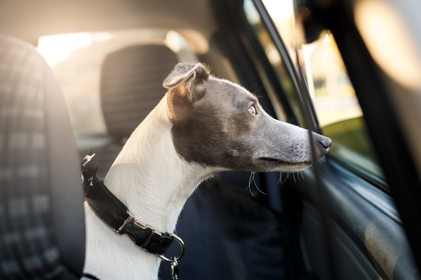Hund im Auto lassen Temperaturtabelle