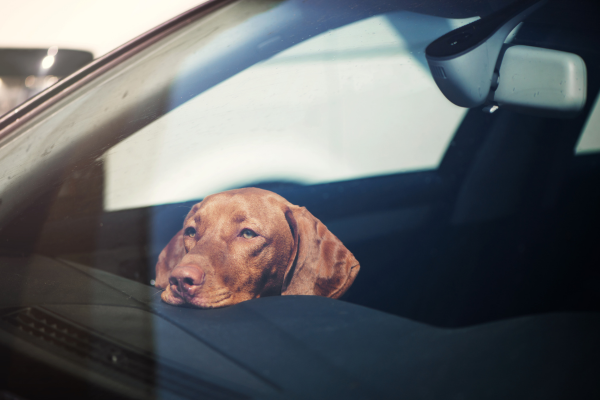 Hund im Auto lassen Temperaturtabelle