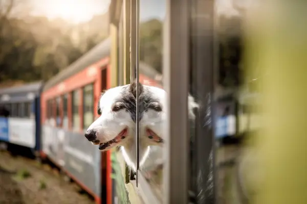 Hund im Zug - Hund hält den Kopf aus einem Fenster vom Zug