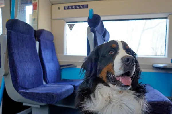 Hund im Zug - Hund sitzt in einem leeren Zug