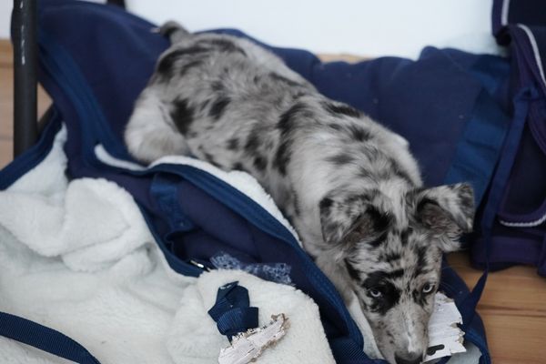 Hund kommt nicht zur Ruhe: Hund liegt auf Decke