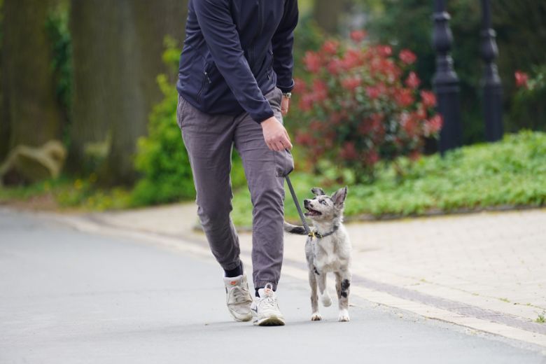 Hund maßregeln: Hund an der Leine