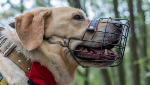 Hund mit Gittermaulkorb
