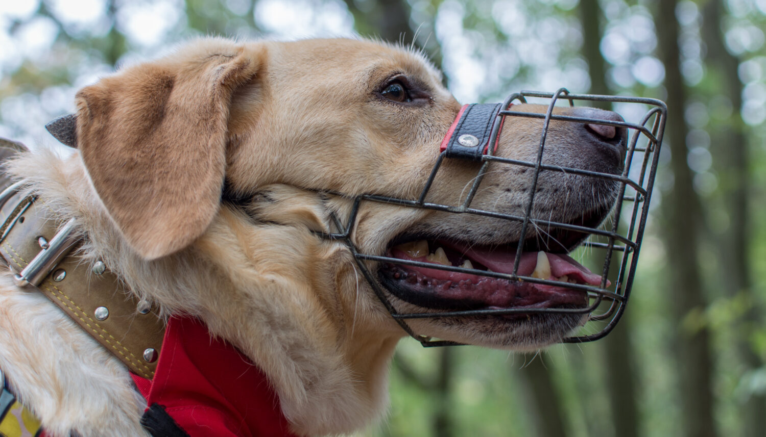 Maulkorb beim Hund Wann ist es erforderlich? edogs Magazin