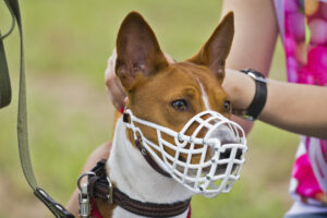 Hund mit Maulkorb