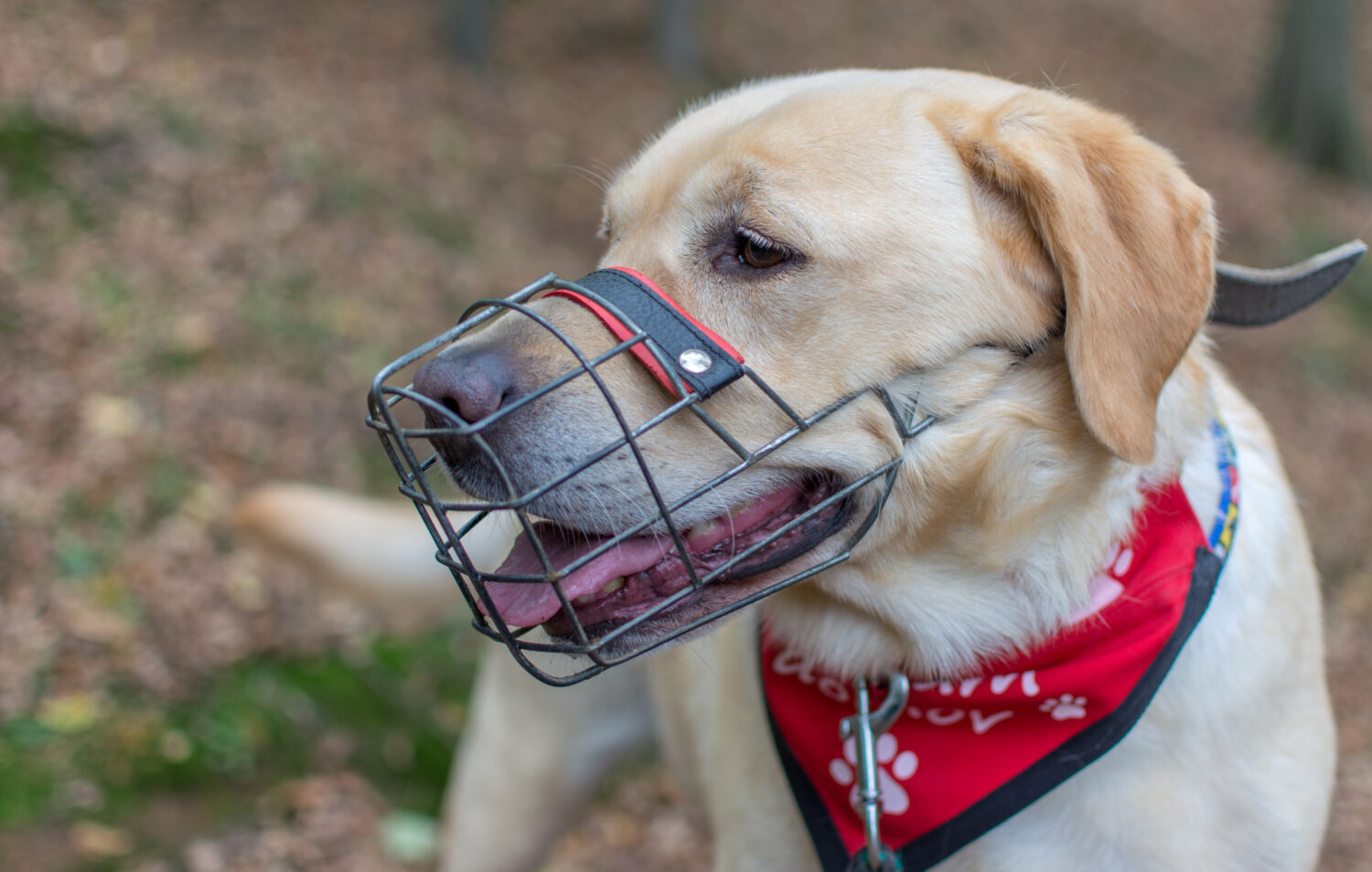 Maulkorb beim Hund Wann ist es erforderlich? edogs Magazin