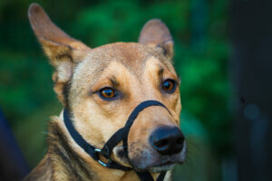 Hund mit Maulschlaufe