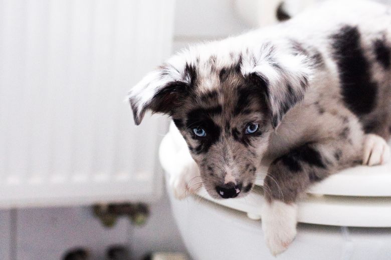 Hund pinkelt in Wohnung Das ist zu tun edogs Magazin