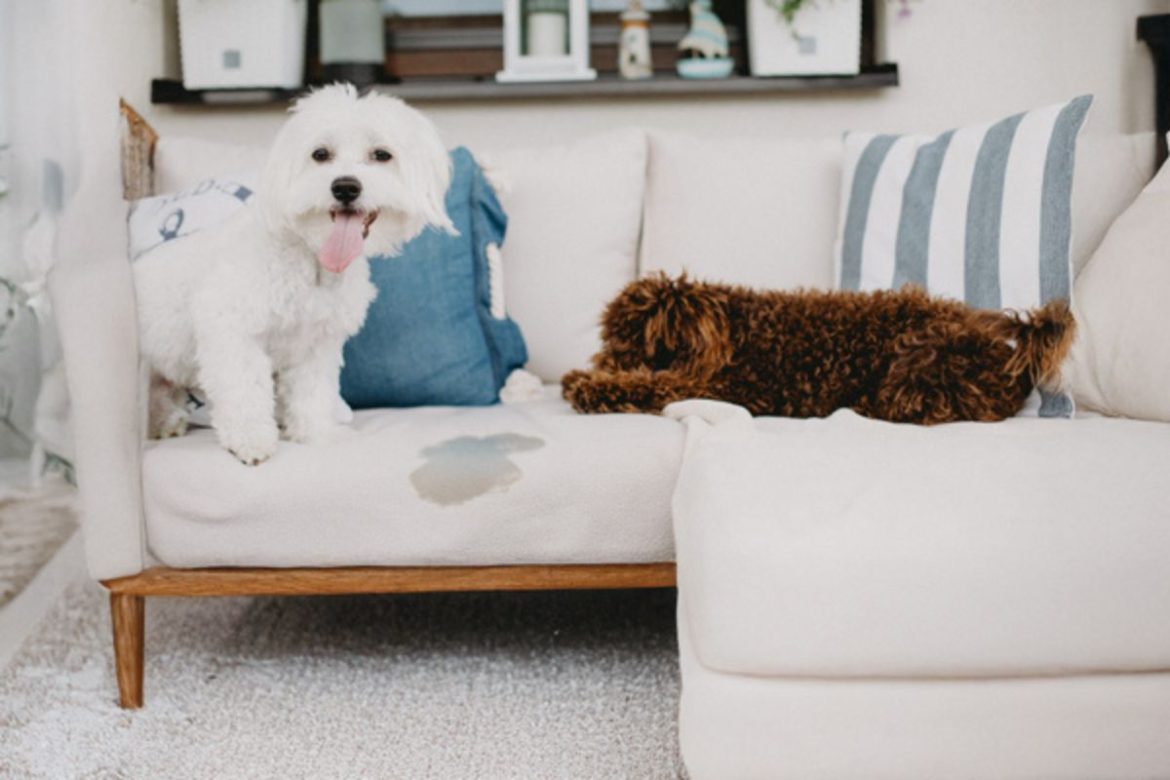 Hund Pinkelt Aus Protest Was Tun Hund pinkelt in Wohnung: Das ist zu tun | edogs Magazin