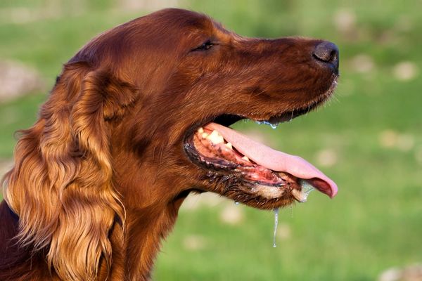 Mittelgroßer Hund sabbert