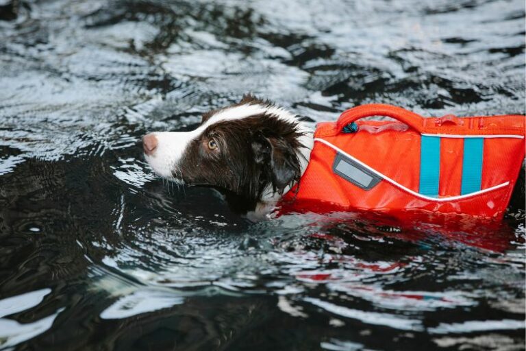Hundeschwimmwesten – So schwimmt Dein Vierbeiner sicher