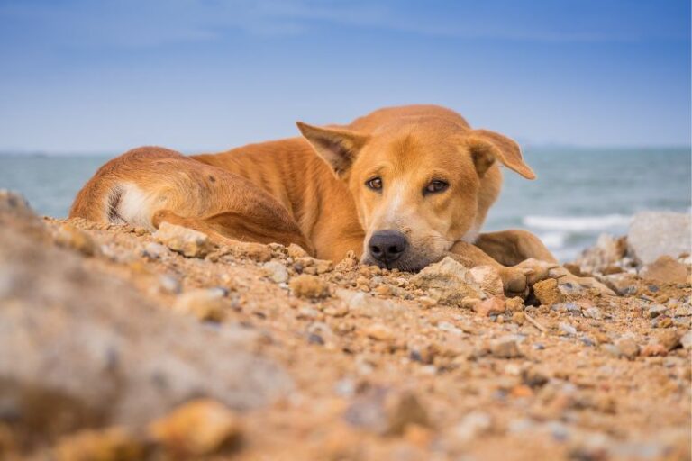 Hund bei Hitze: Tipps für heiße Sommertage mit dem Hund