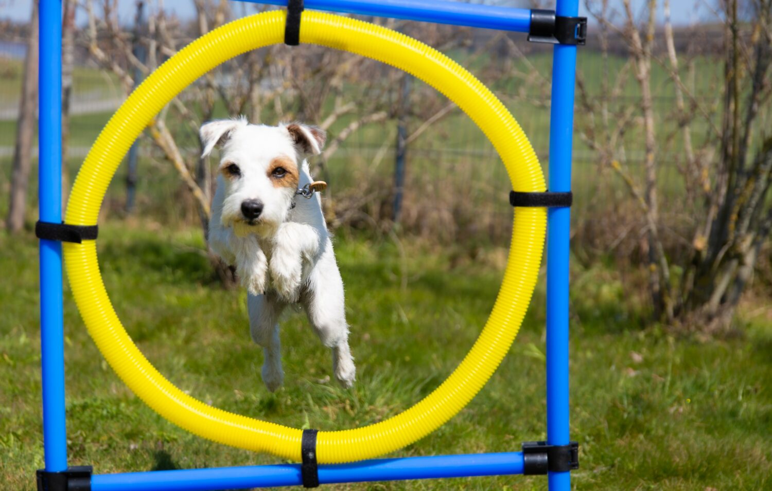 Springender Hund stellt Weltrekord auf - edogs