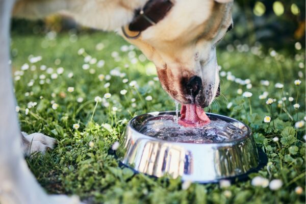 Hund trinkt nicht