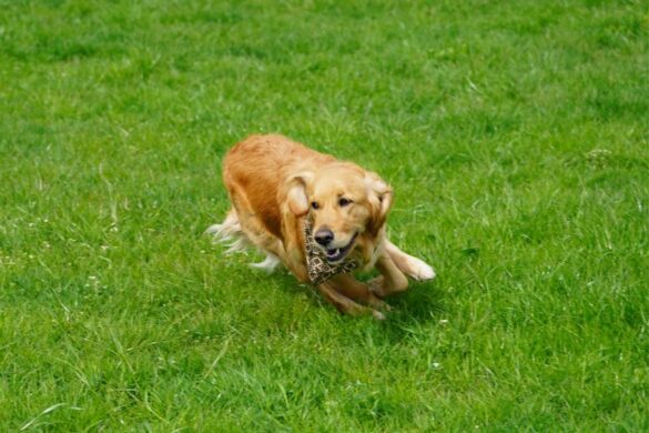 Hund knurrt mich an: Richtig verhalten | edogs Magazin