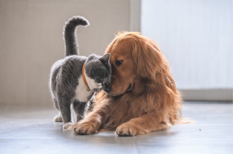 Hund und Katze liegen nebeneinander und kuscheln