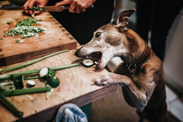 Hund vegan ernähren