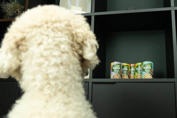 Hund vegan ernähren