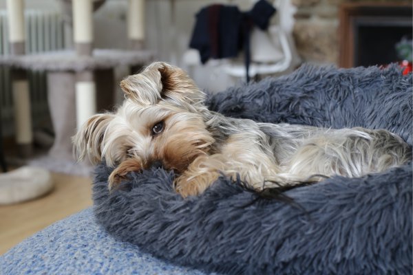 Hund alleine lassen