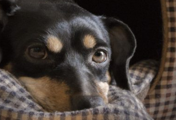 Bandscheibenvorfall Hund