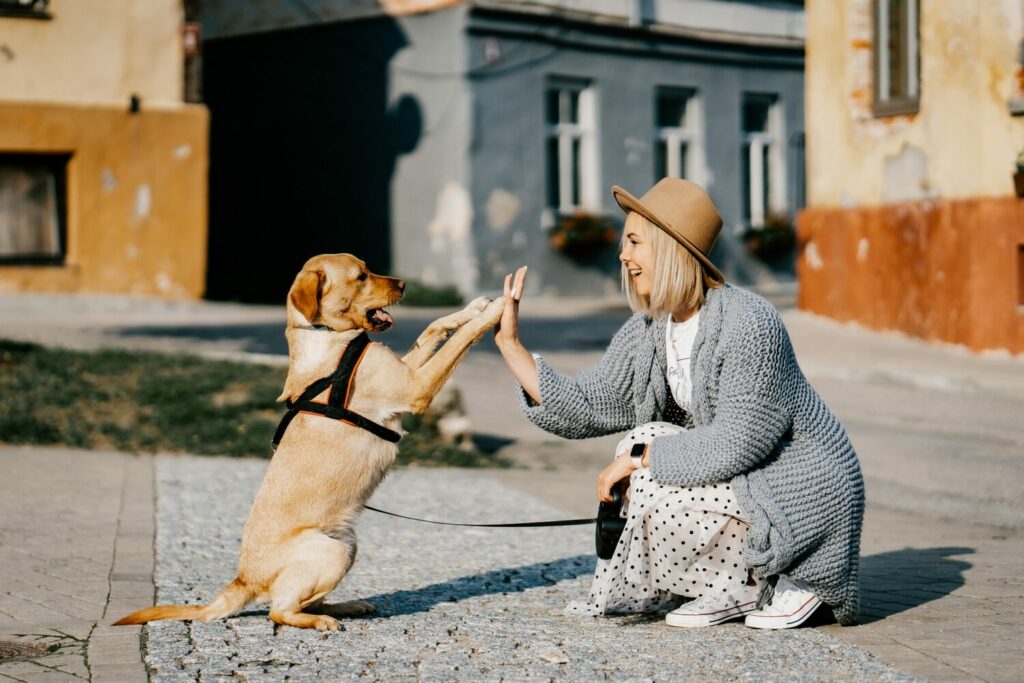 Hund sitzt auf den Hinterbeinen vor Frau