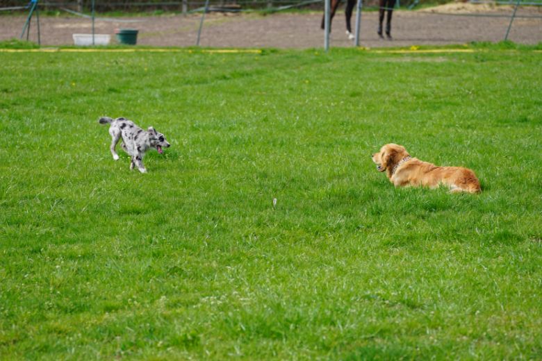 Hund bellt andere Hunde an edogs Magazin