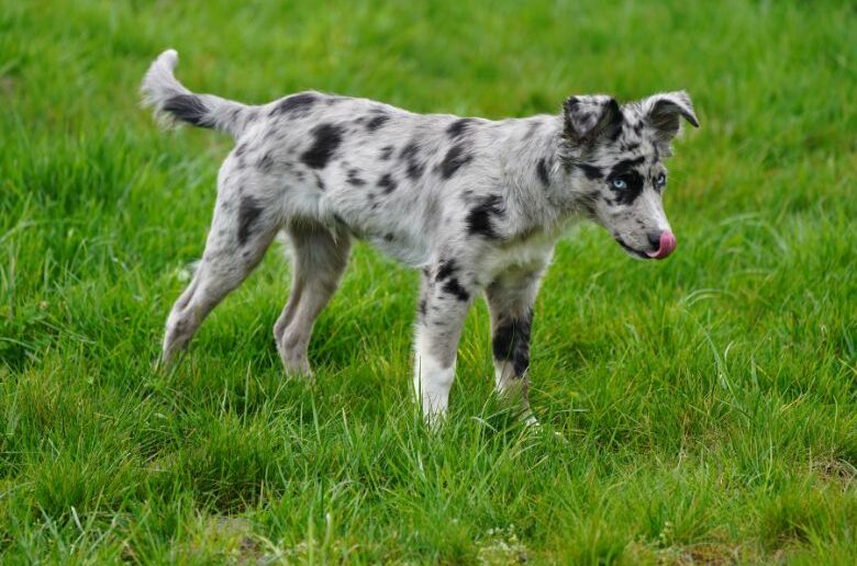 Hund leckt mich ab: Hund auf Wiese