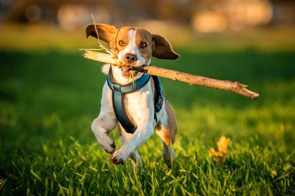 Hunde Spiele: Hund apportiert Stock auf Wiese.