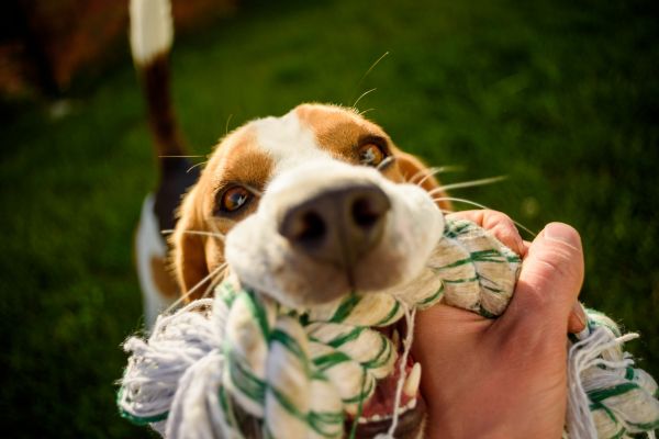 Hunde Spiele: Hund beißt in Seil